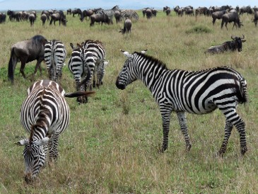 Zebras und Gnus in der Masai Mara