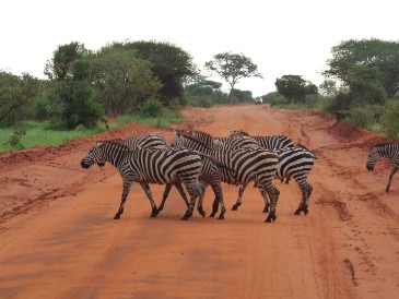 Zebras im Tsavo Ost