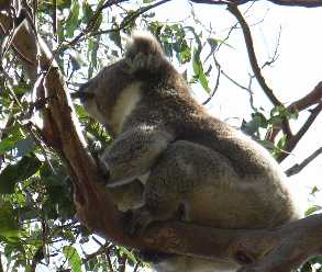 Koala