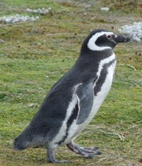 Magellan-Pinguin