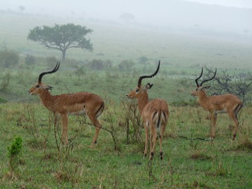 Impalas