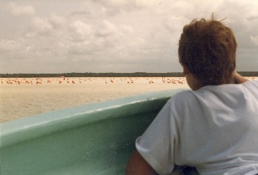 Flamingos in Celestun