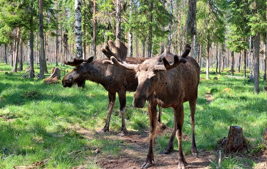 Arctic Moose Farm