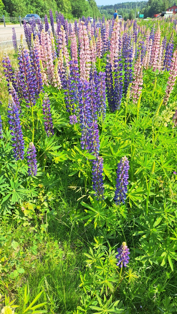 Lupine am Wegesrand