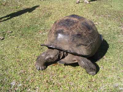 Schildkröten auf Curieuse Island