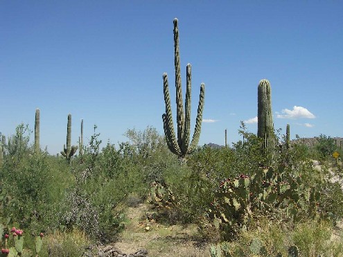 Saguaro Nationalpark