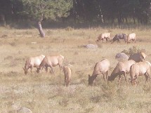 Hirsche am Rande des Rocky Mountain N.P.