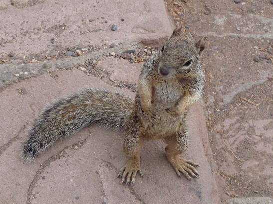 "Wildlife" an Grand Canyon